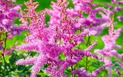 10 Shade Loving Plants